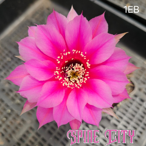 Lobivia hybrid 1EB red centre fading to soft pink clean stacked petals