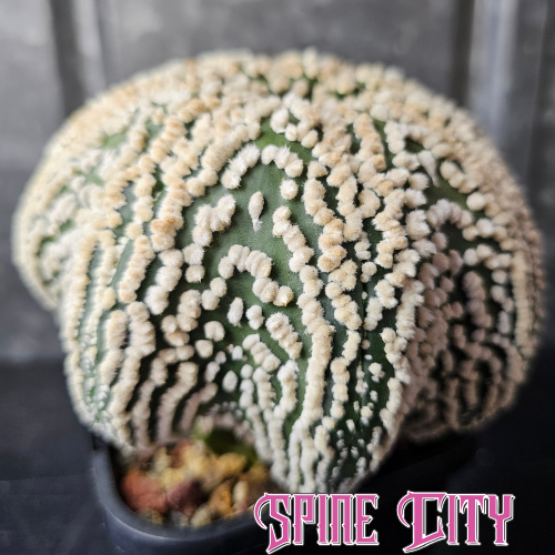Astrophytum asterias cv Hanazono enormous specimen with pronounced flocking and emerging starfish shape
