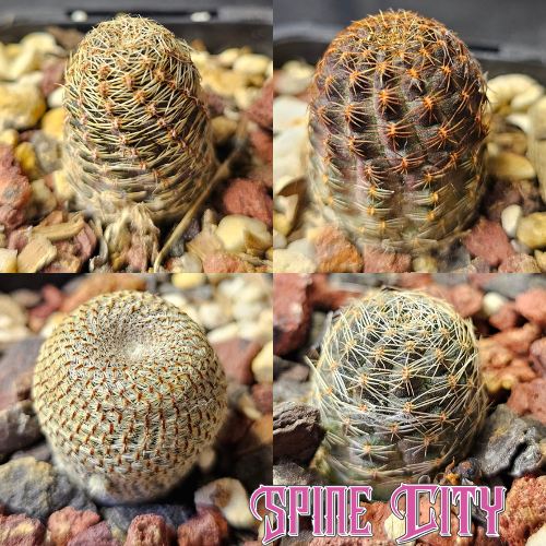 Radiant Rebutia cactus bundle featuring four compact Rebutia plants with varied forms and character.