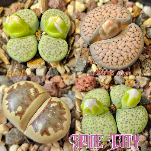 Lithops bundle 4 plants strong texture contrast selection
