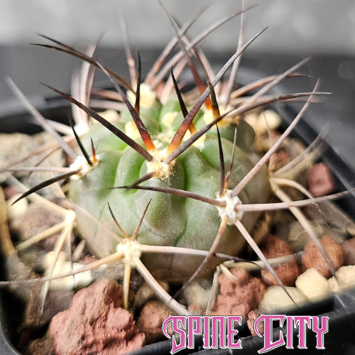 Acanthocalycium munitum DH10 cactus with glaucous skin and heavy feral spines