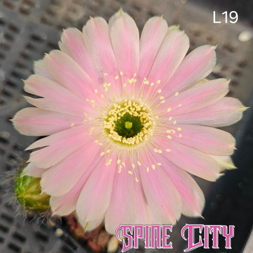 Lobivia hybrid L19 with chartreuse centre fading to baby pink and ivory white petal tips