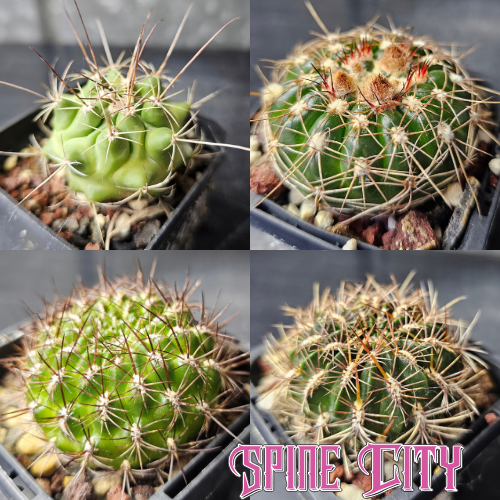 Mixed Company cactus bundle featuring four assorted cacti with contrasting forms, textures and distinctive character.