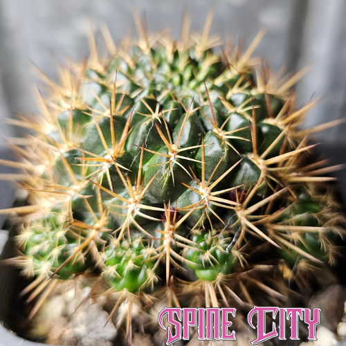 Sulcorebutia steinbachii v. gracilior with a deep dark green body and sharp golden spines.