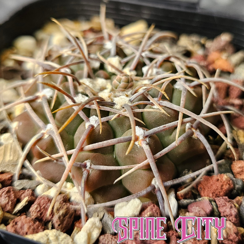 Seven-year-old Gymnocalycium vatteri with a compressed body, compact form and striking spination.