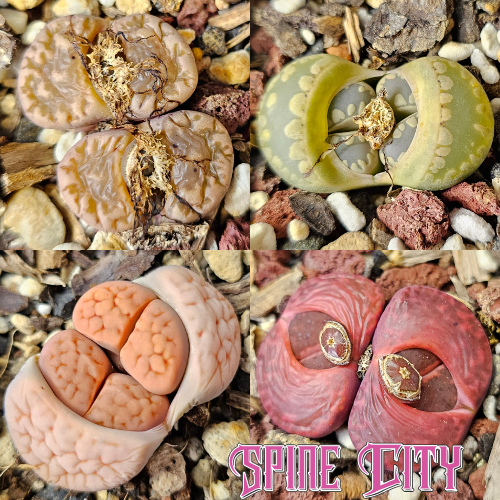 Close-up of four seed-grown Lithops, each with unique textures and tones, grouped as a mixed living stone set.