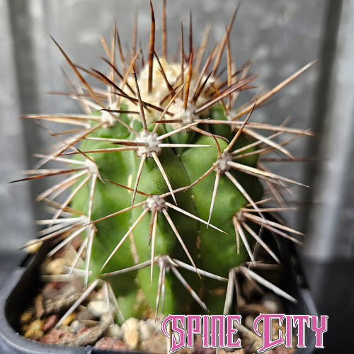 Copiapoa alticostata with a strong green body and bold, prominent spines