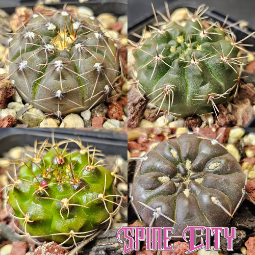 Cactus bundle - 4 plants select Gymnocalycium unique forms for collectors