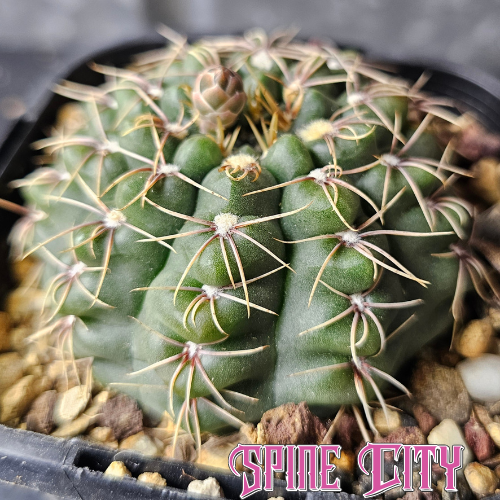 Gymnocalycium species 2078 cactus with flattened body and heavily notched ribs