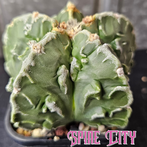 Astrophytum myriostigma Fukuryu cactus with wavy ribs and white flecking show quality specimen