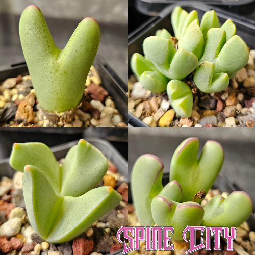 Conophytum bundle (4 plants) – curious miniature succulents grown from seed, Spine City Australia