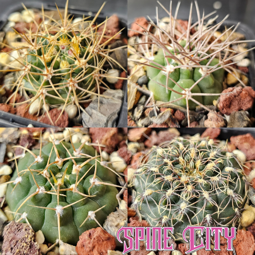 Gymno Variety Pack featuring four different Gymnocalycium selected to showcase varied forms, colours and spines.