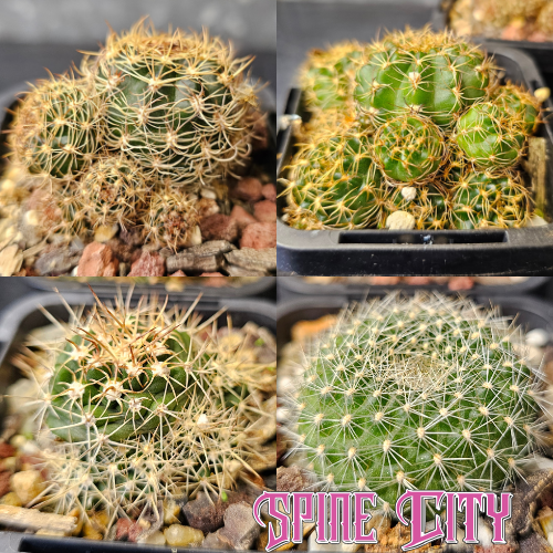 Cactus bundle (4 named plants)