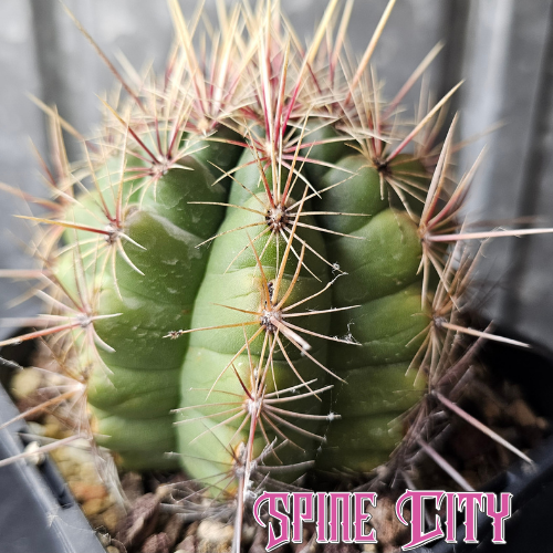 Thelocactus sp. with a stout body, bi-colour spines and large showy flowers.