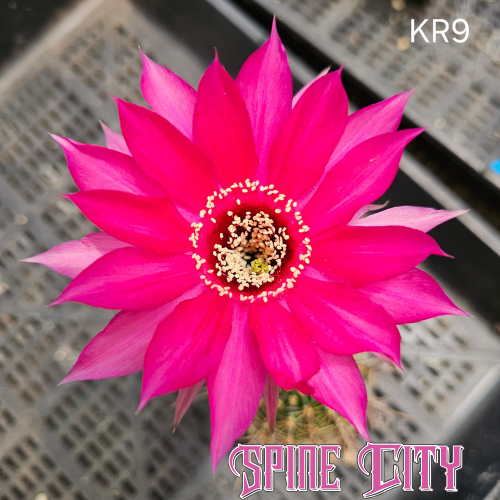 Lobivia hybrid KR9 hyper pink bloom intense saturation metallic sheen high impact flower