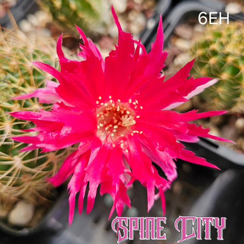 Hyper saturated electric pink Lobivia hybrid (6EH) flower with jagged sculpted flame-like petals and chaotic open form.