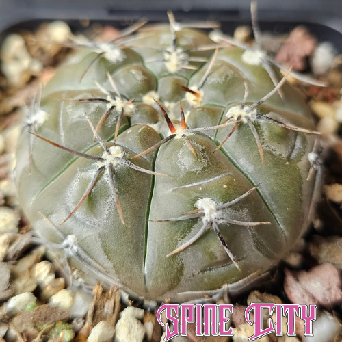 Gymnocalycium berchtii with a flattened frost-toned body, compressed growth and tight minimal spines.