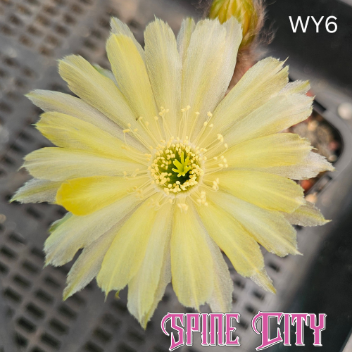 Limoncello-yellow Lobivia hybrid WY6 with glass-like petals, light spread and subtly ragged tips