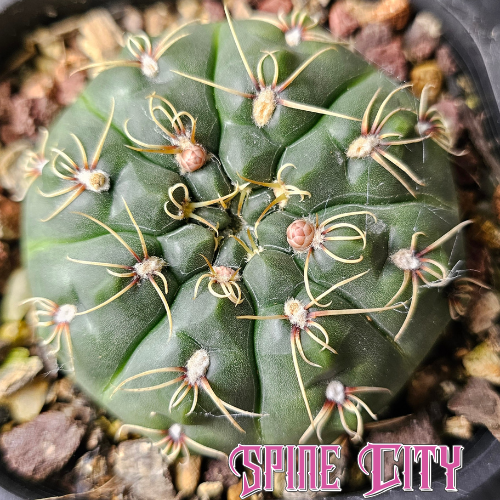 Gymnocalycium Species 2077 with an ultra-low-profile dark green body, fine spider-like spines and compact growth.