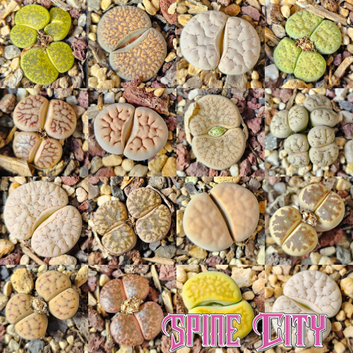 Epic Lithops Bundle (16 Plants) – Set B