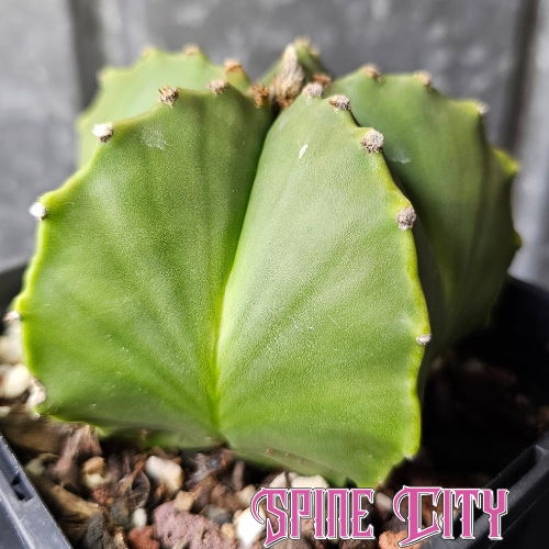 Advanced-size Astrophytum myriostigma nudum with a clean green body and distinctive rib detailing.