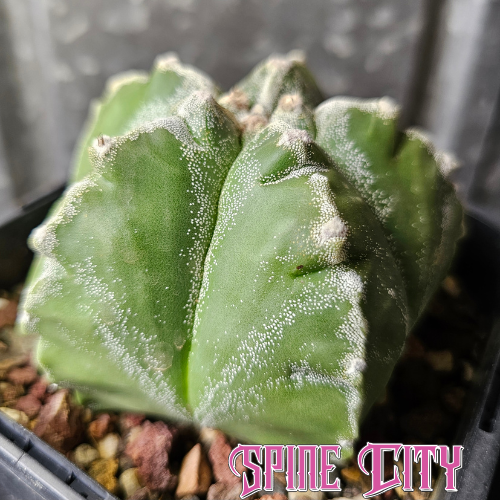 Astrophytum myriostigma cv. Kikko with lightly speckled skin and soft flocking