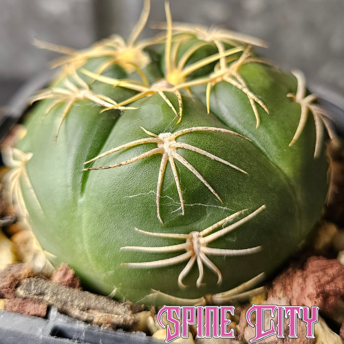 Gymnocalycium megalothelos cactus with rounded body shape and light spider-like spines