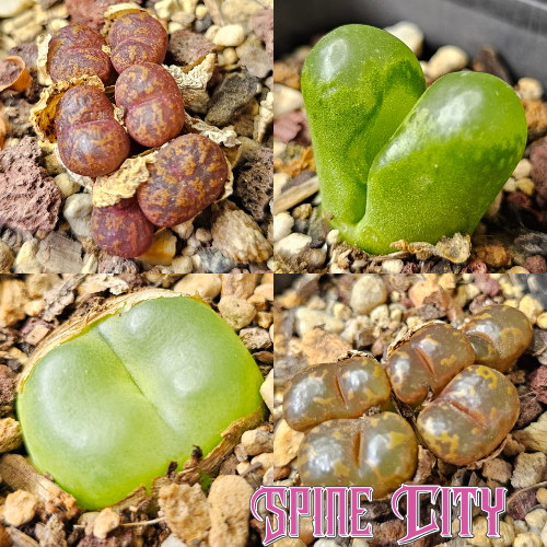 Conophytum bundle (4 plants) – assorted miniature succulents grown from seed, Spine City Australia