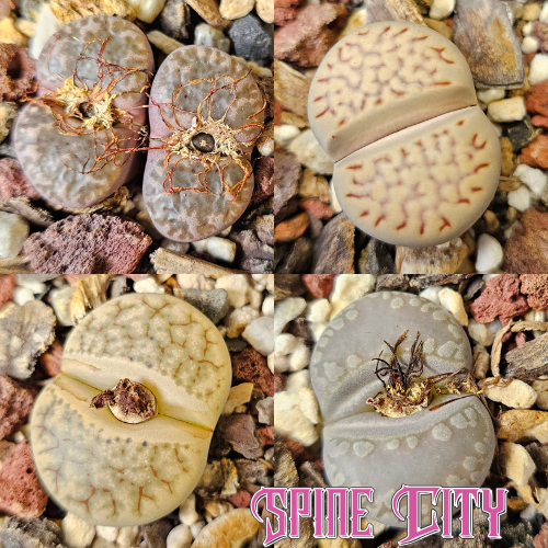 Lithops bundle (4 plants)