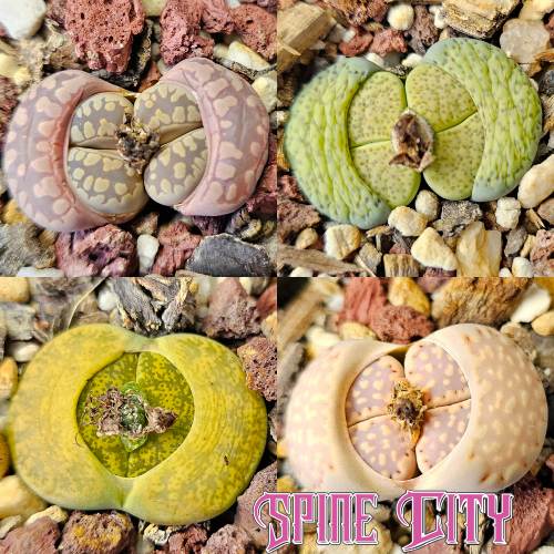 Four miniature seed-grown Lithops with diverse natural patterns and colours, arranged in a mixed Lithops bundle.