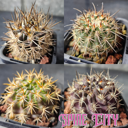 Eriosyce Collective cactus bundle featuring four Eriosyce with contrasting forms, textures and distinctive spination.