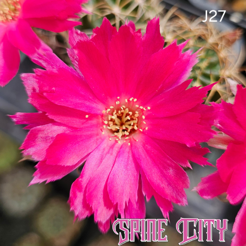 Lobivia hybrid J27 hyper pink cactus flower with saturated colour and jagged petals, high impact 1-Code bloom