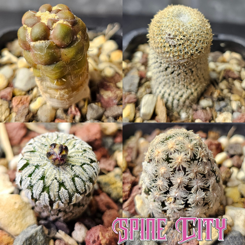 Collectors Exclusive cactus bundle featuring four unusual and distinctive collector cacti.