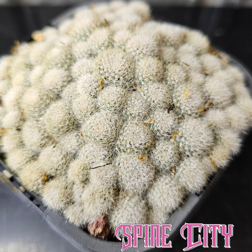 Rebutia micro heads cactus dense cluster with fine white spines compact cushion form
