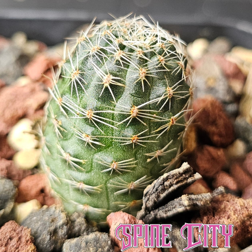 Rebutia pygmaea miniature cactus with compact growth and clustering habit