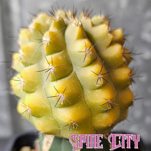 One-of-a-kind Copiapoa hybrid with sculptural form and distinctive honey-coloured variegation.