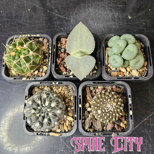 Feral Squirrel - 5 plants