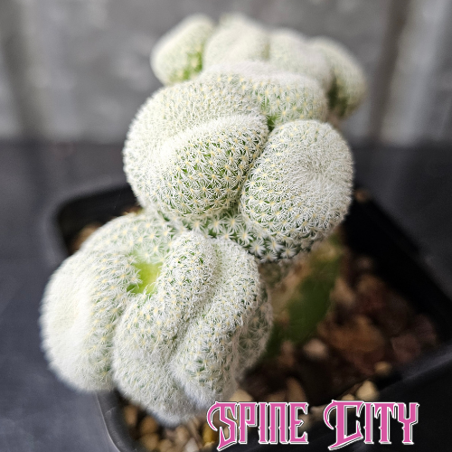 Epithelantha unguispina Cluster Funk multi head cactus with tight bright white spines unusual crested form