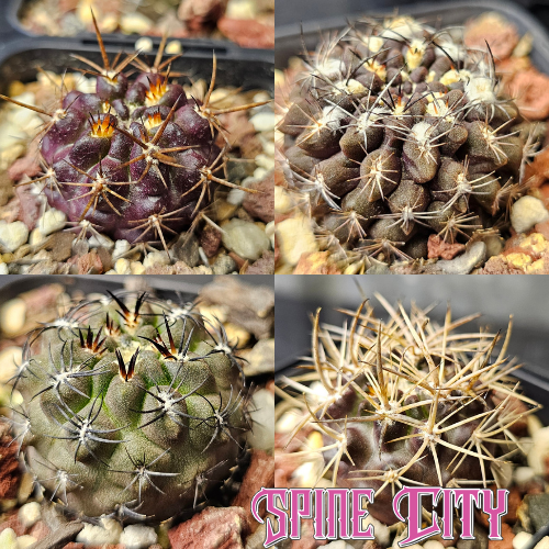 Cactus bundle - 4 plants Spine City Eriosyce hybrids Neoporteria reichii Neochilenia occulta Eriosyce subikii Pyrrhocactus limariensis rare cactus hybrid pack premium collector
