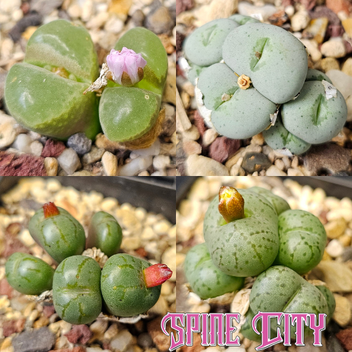 Conophytum bundle (4 plants)