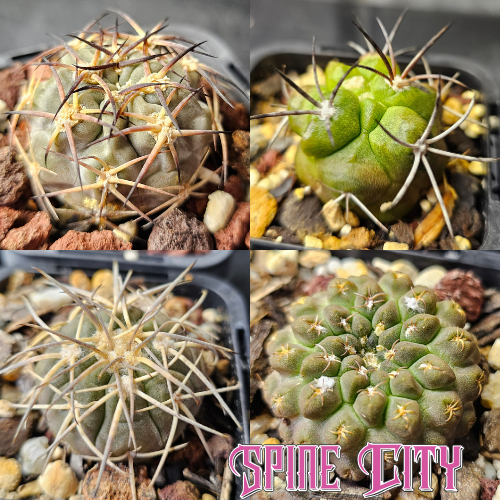 Cactus bundle of 4 slow-growing species with exceptional form and collector appeal.