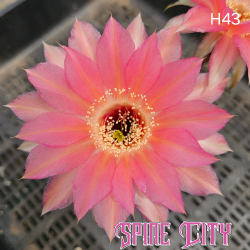 Lobivia hybrid H43 candy pink and peach bloom layered stacked petals soft blended tones