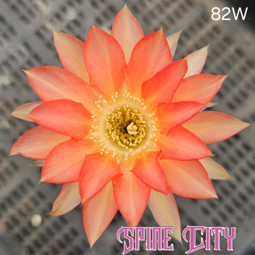 Lobivia hybrid 82W orange and peach bloom yellow centre open layered petals