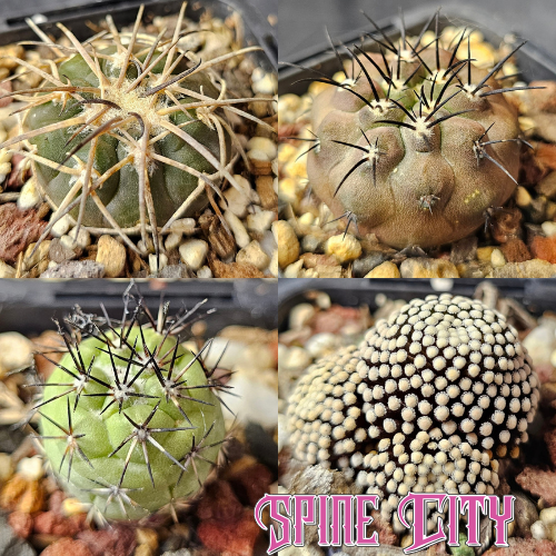 Supreme Collectors bundle featuring four high-grade rare cacti selected for quality and standout character.