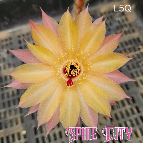 Mango yellow Lobivia hybrid (L5Q) flower with cotton candy pink outer petals and soft pearlescent translucent glow.