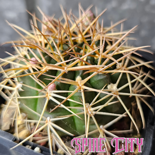 Gymnocalycium hamatum cactus with heavy bright spines and a rugged, defined form