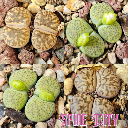 Lithops bundle 4 plants soft tones muted colours