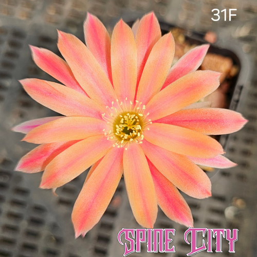 Lobivia hybrid 31F orange cactus flower with pink accents and evenly spaced petals, open form 1-Code