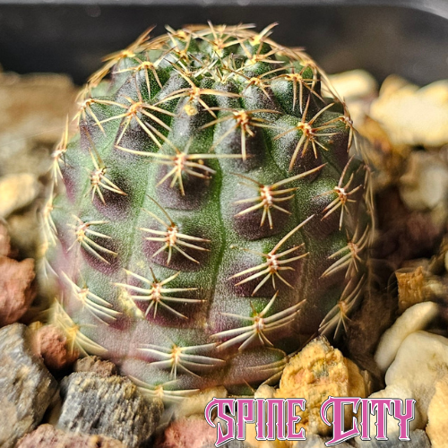 Rebutia pygmaea MN229 cactus with unique colour form and minimal spines