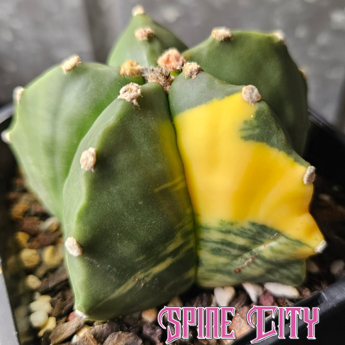 Astrophytum myriostigma hybrid with deep green skin and a splash of variegation
